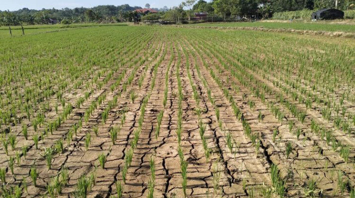 Ini 14 Wilayah Jateng Yang akan memulai musim kemarau pada Mei. melaporkan bahwa beberapa wilayah di Jawa Tengah (Jateng) akan memasuki musim kemarau pada dasarian II (11-20 Mei) 2025. Stasiun Klimatologi Jateng menyatakan,