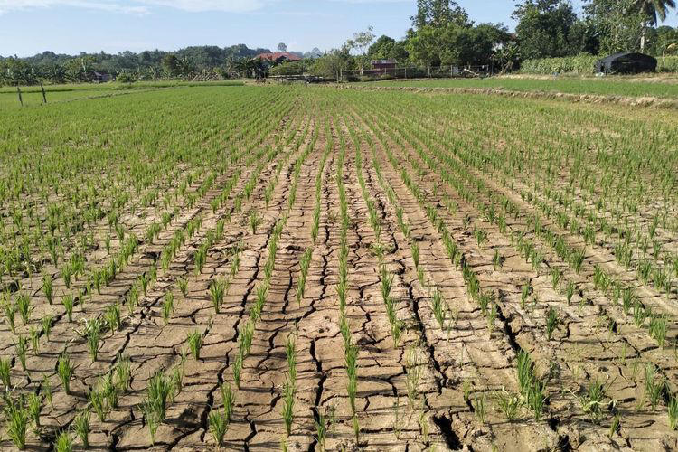 Ini 14 Wilayah Jateng Yang akan memulai musim kemarau pada Mei. melaporkan bahwa beberapa wilayah di Jawa Tengah (Jateng) akan memasuki musim kemarau pada dasarian II (11-20 Mei) 2025. Stasiun Klimatologi Jateng menyatakan,