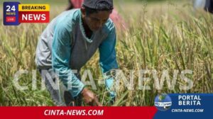 Produksi Beras Indonesia Diprediksi Tembus 34,6 Juta Ton, Puncaki ASEAN