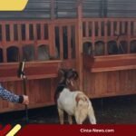 Milenial Malang Sukses Jual Kambing via Live Streaming