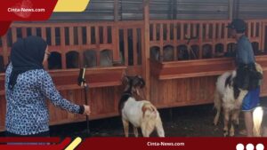 Milenial Malang Sukses Jual Kambing via Live Streaming