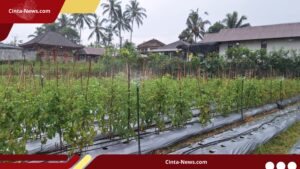 BI Stabil kan Harga Pangan via Bina Petani Cabai