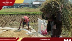 Nasib Petani vs Tengkulak: Rp1 Juta vs Rp42 Triliun