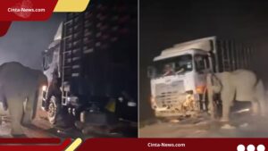 Induk Gajah Kembali ke Lokasi Anaknya Tewas