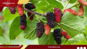 5 Tips Menanam Pohon Murbei agar Cepat Berbuah Lebat