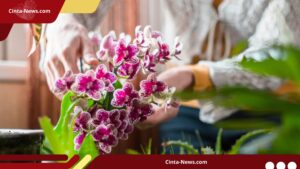 6 Tips Cepatkan Anggrek Berbunga Lagi