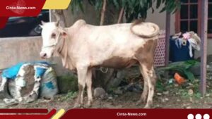 Lembu Kurban Lepas di Medan, Serang Warga, Nyaris ke Laut