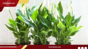 5 Penyebab Peace Lily Sulit Berbunga