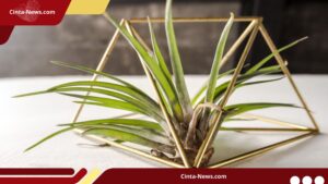 Air Plant : Tanaman Hias yang Tidak Butuh Tanah