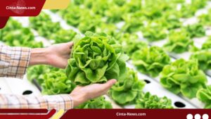 Penyebab Tanaman Selada (Lactuca Sativa) Bolting