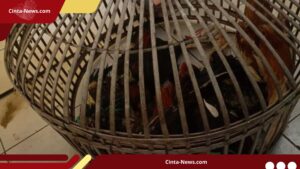 Polisi Gerebek Arena Sabung Ayam di Bandung