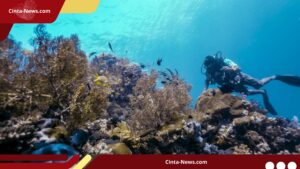 Konflik Energi Hijau vs Konservasi Laut Raja Ampat