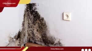 Bahaya Black Mold di Ruangan untuk Kesehatan