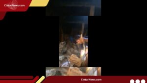 Ular Piton Masuk Rumah Warga di Mamuju