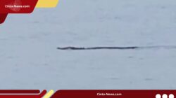 Buaya Muara Muncul di Perairan Sampang, Warga Khawatir – Damkar Turun Tangan