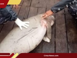Dua Dugong Mati Terdampar Beruntun di Kalimantan Barat