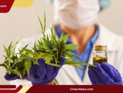 BNN & Unud Kerja Sama Teliti Ganja Medis, Masyarakat Penasaran dengan Hasilnya