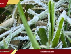 Embun Upas Kembali Serbu Dieng! Suhu Capai Minus 2 Derajat