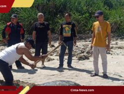 Penyu Raksasa 90 Kg Mati Terjerat Jaring Nelayan di Sukabumi 