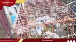 Pemuda Brebes Jual Elang di Medsos, Langsung Diciduk Petugas