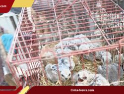 Pemuda Brebes Jual Elang di Medsos, Langsung Diciduk Petugas