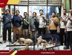 Polisi dan BKSDA Gagalkan Penjualan 9 Kakatua Maluku Langka!