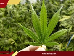 Sekdes Garut Ketahuan Tanam 125 Pohon Ganja di Rumahnya