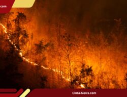 Kebakaran Hutan di Eropa Menjadi yang Terburuk