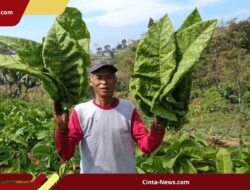 Senyum Petani Tembakau Magetan Luntur, Harga Anjlok di Bawah Biaya Produksi