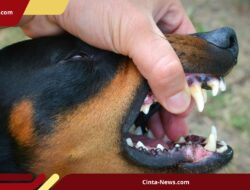 Gawat! 31 Desa di Sikka Tertular Rabies, Anjing Liar Akan Ditindak Tegas!