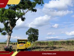 Gula Impor Membanjiri Pasar, Gula Lokal Jember 10 Ton Menumpuk di Gudang