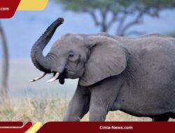 Tim FKL Temukan Gajah Sumatera Mati di Kawasan HPL Aceh Timur