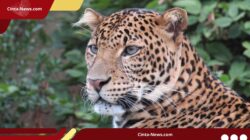Macan Tutul Masih Belum Ditemukan, Lembang Park & Zoo Kerahkan 6 Kandang Perangkap
