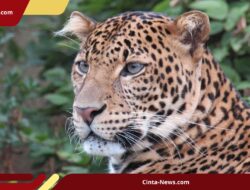 Macan Tutul Kabur dari Kebun Binatang Lembang! Tim Khusus Diterjunkan