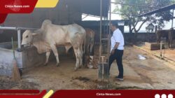 Gawat! Kualitas Susu & Keju Berubah Akibat Perubahan Iklim