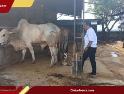 Gawat! Kualitas Susu & Keju Berubah Akibat Perubahan Iklim