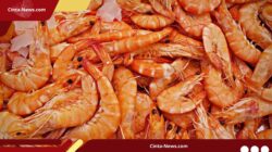 Terkontaminasi Zat Radioaktif, Ekspor Udang Indonesia Ditolak Pasar Amerika