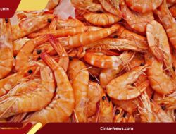 Terkontaminasi Zat Radioaktif, Ekspor Udang Indonesia Ditolak Pasar Amerika