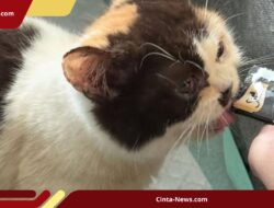 Kucing Mewah Uya Kuya Dapat “Hotel” Eksklusif di Dinas KPKP Usai Kasus Penjarahan!