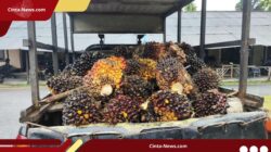 Buah sawit yang dicuri pelaku menggunakan mobil pikap