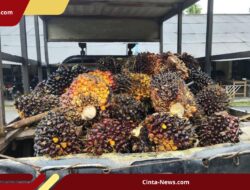Petani Sawit Bangka Belitung Geram, Pencurian Terorganisir dengan Pikap Rampas Hasil Panen