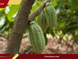 Ringkus Komplotan Maling Kakao, Polres Luwu Utara Tetapkan 4 Tersangka dan Kejar 1 DPO