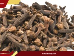 Kontaminasi Radioaktif Serupa Terdeteksi pada Cengkih Indonesia