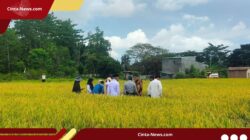 Kini Giliran Luwu yang Dipercaya Bulog Bangun Pabrik Penggilingan Padi Modern