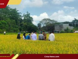 Kini Giliran Luwu yang Dipercaya Bulog Bangun Pabrik Penggilingan Padi Modern