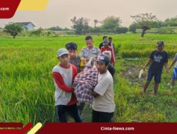 Gawat! Perangkap Tikus Berarus Listrik Tewaskan Petani Lamongan di Sawah Sendiri