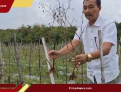Terpaan Hujan Gagalkan Panen Cabai di Ngawi, Petani Pusing Hadapi Harga yang Merosot