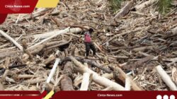 Banjir Bandang Sumatera Seret Ratusan Kayu Gelondongan, Asal-Usulnya Dipertanyakan