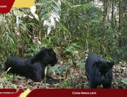 Degradasi Ekosistem Dorong Satwa Langka TN Halimun Salak ke Ambang Kepunahan