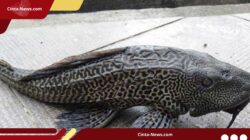 Bukan Tenggiri, Tapi Sapu-Sapu, Begini Cara Membedakan Siomay yang Aman dan Berisiko